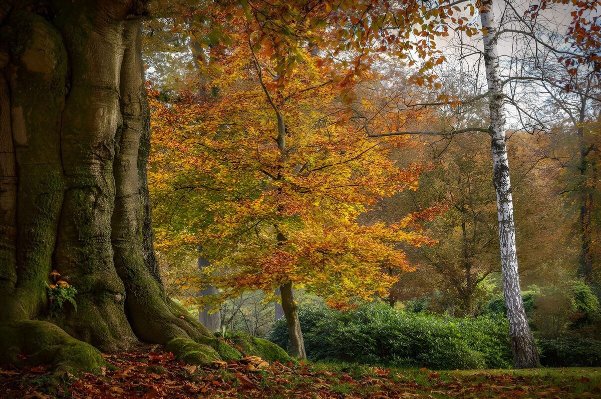 Alter Baum im stillen Herbstwald