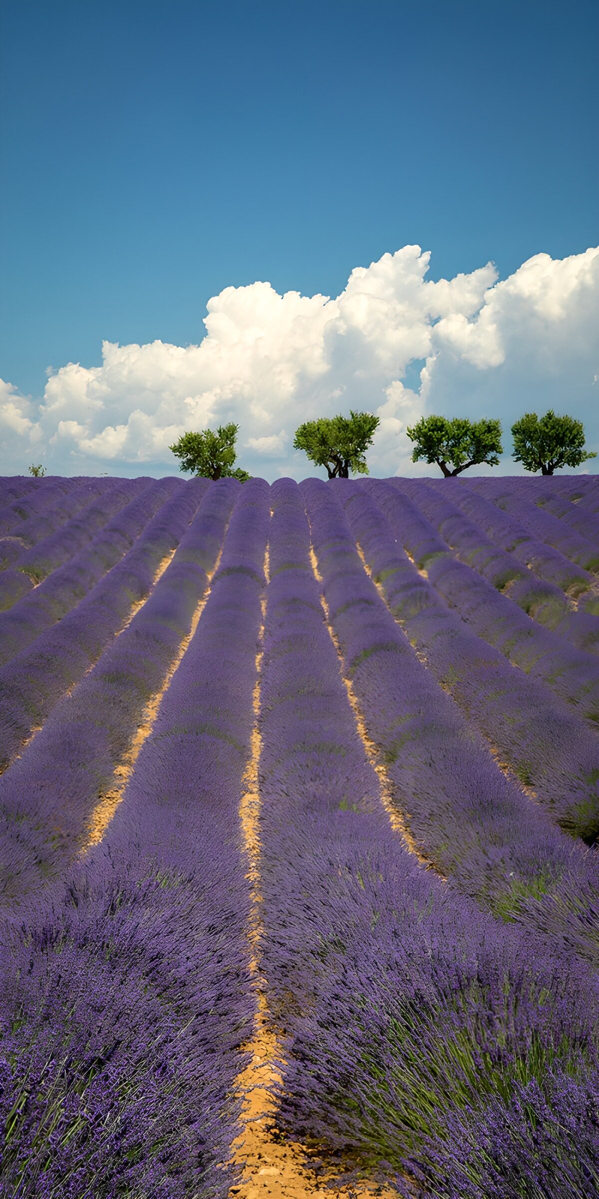 Lavendel bis zum Wolkenrand