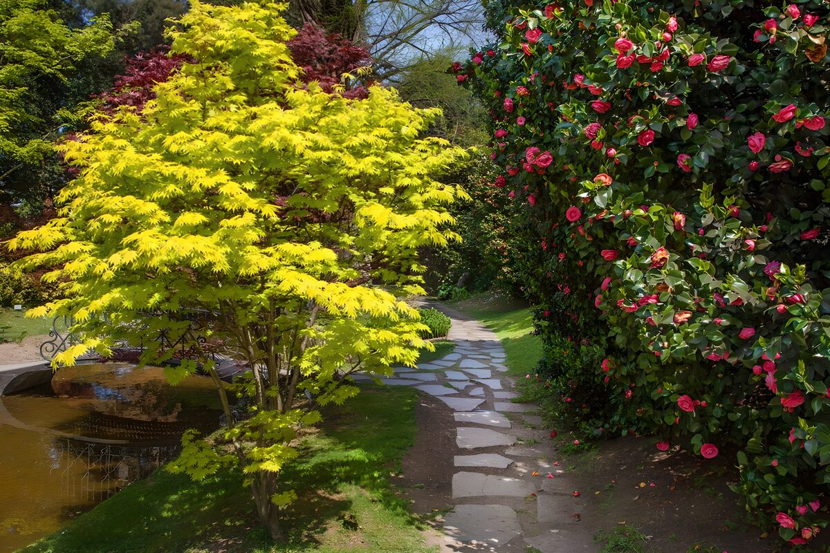 Sonniger Steinweg zwischen Ahorn und Blüten