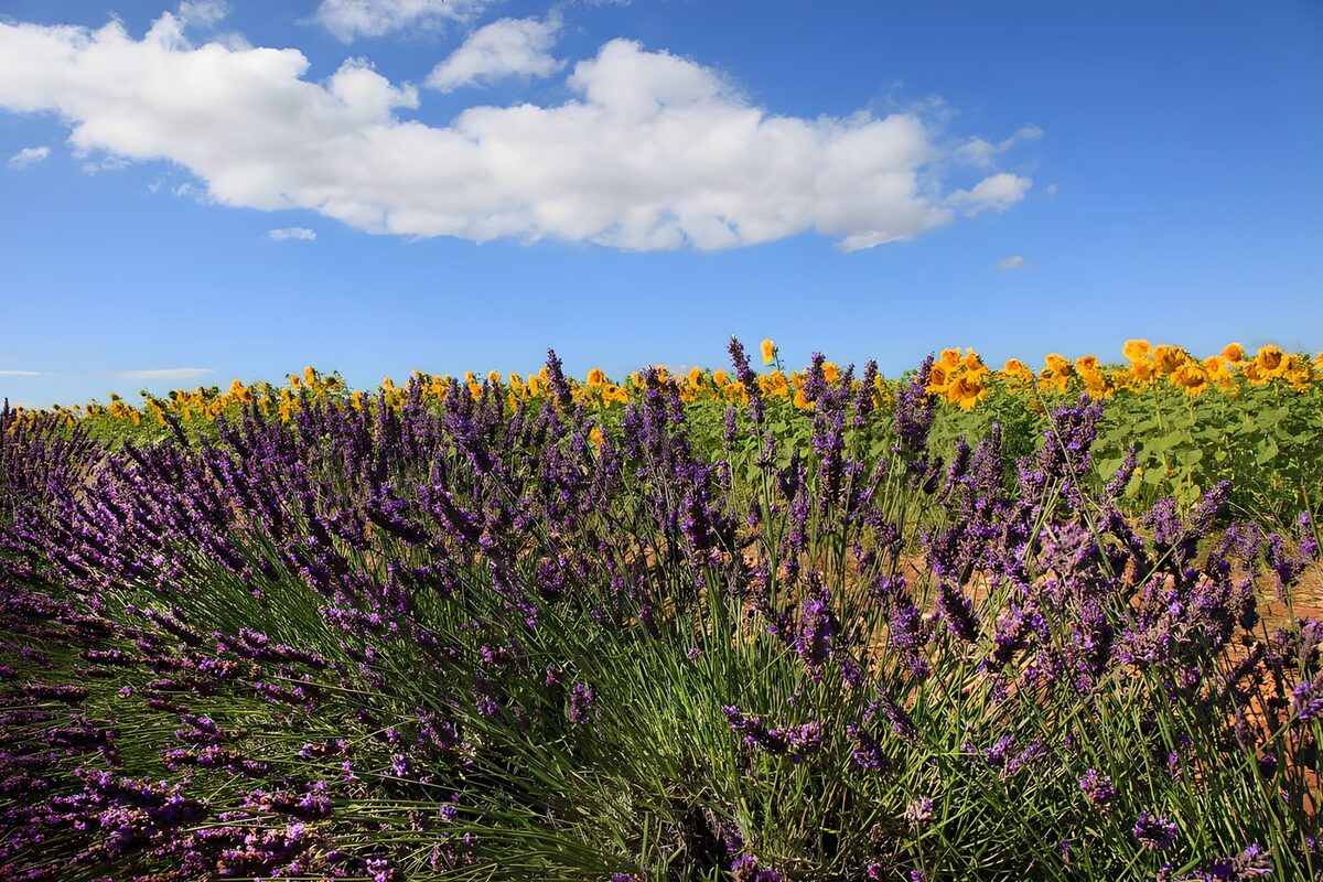 Lavendelmeer mit Sonnenblumen am Horizont