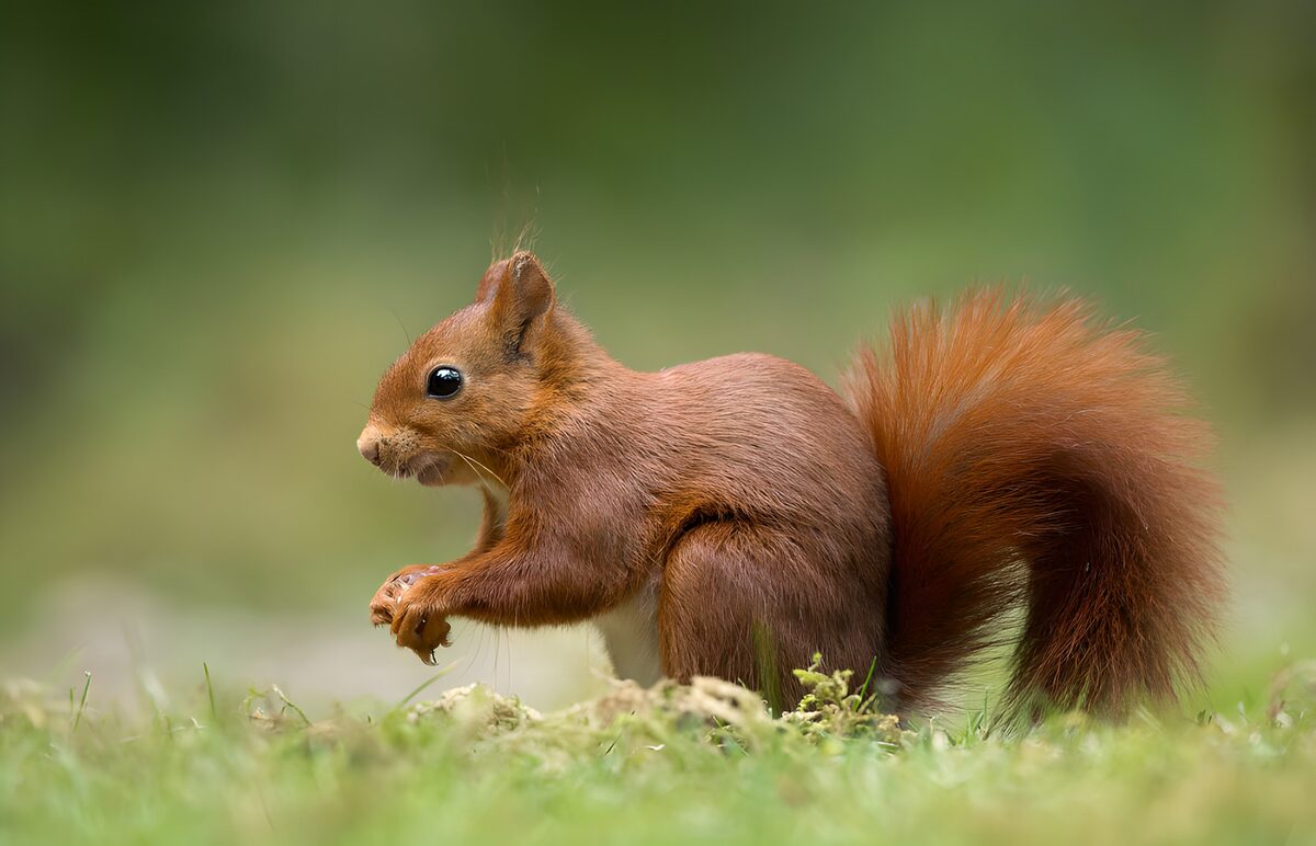Rotes Eichhörnchen im weichen Grün