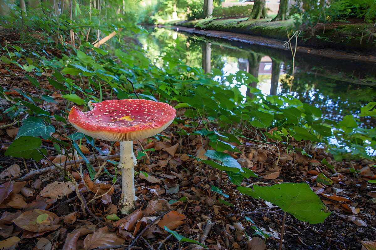 Fliegenpilz am stillen Waldbach