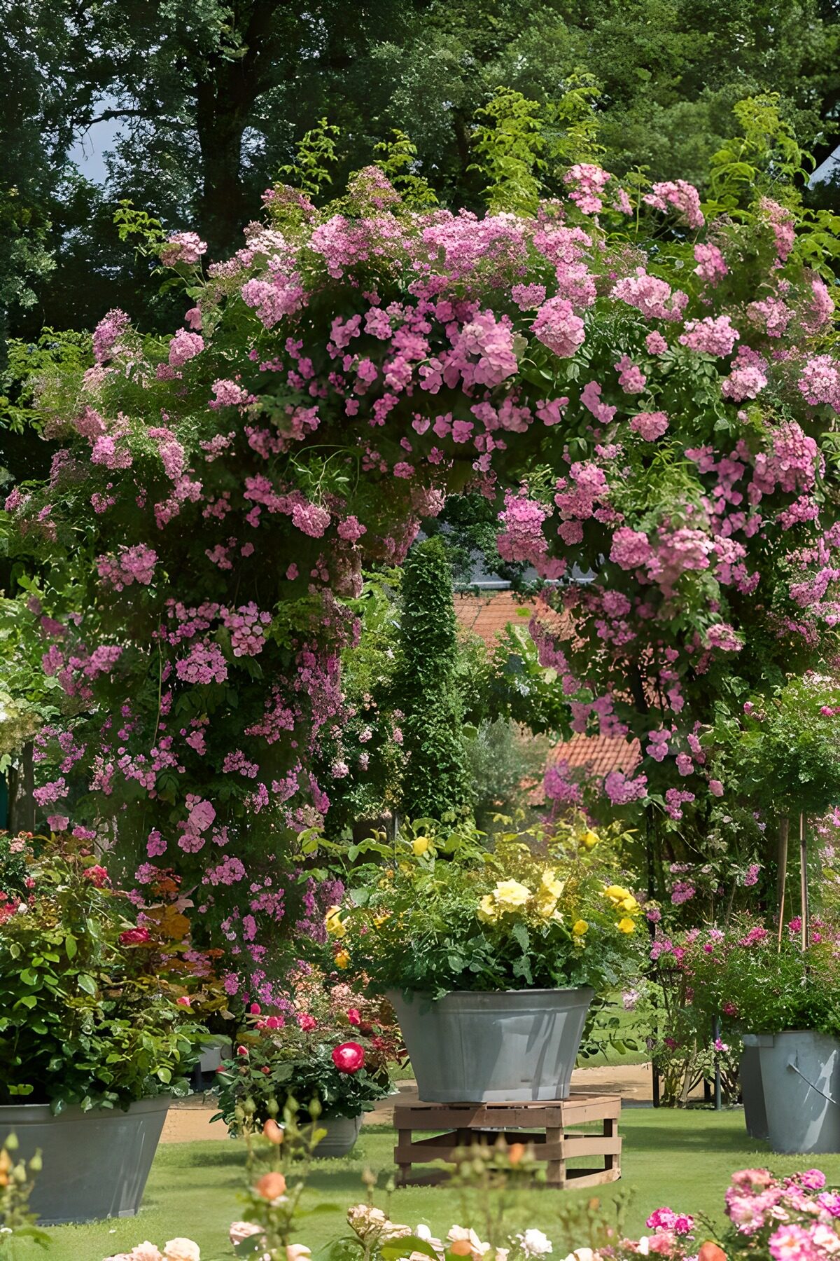Rosa Rosenbogen und bunte Blumentöpfe
