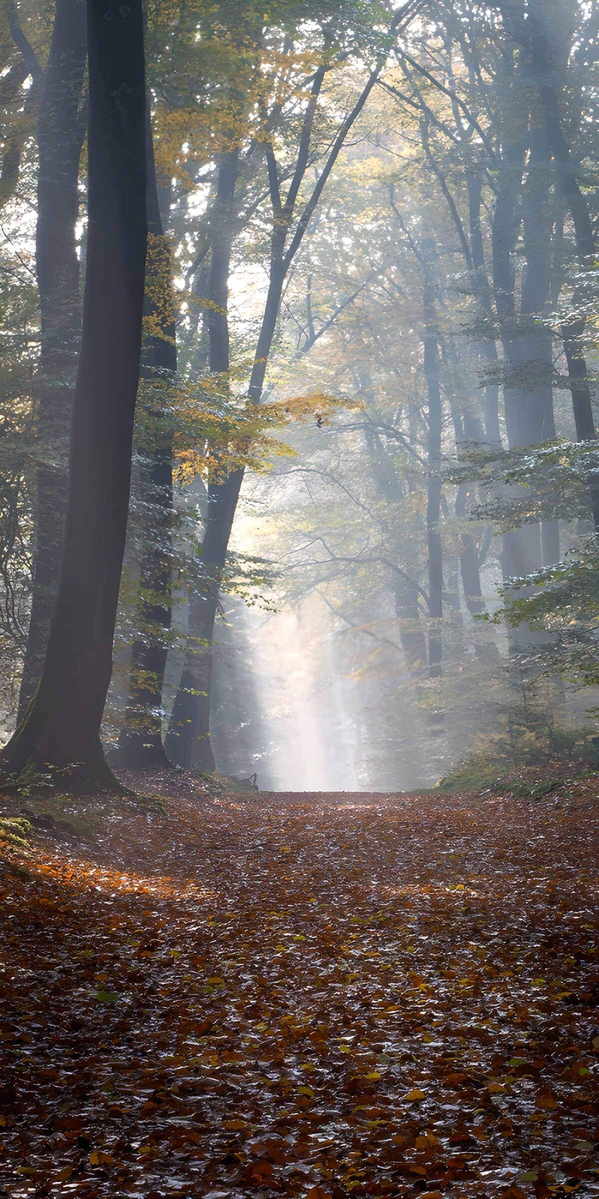 Herbstwaldweg im nebligen Sonnenlicht