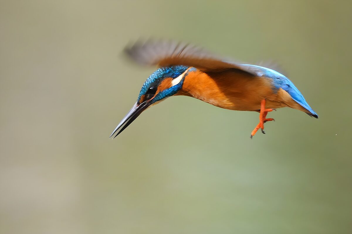 Eisvogel im Flug vor sanftem Grün