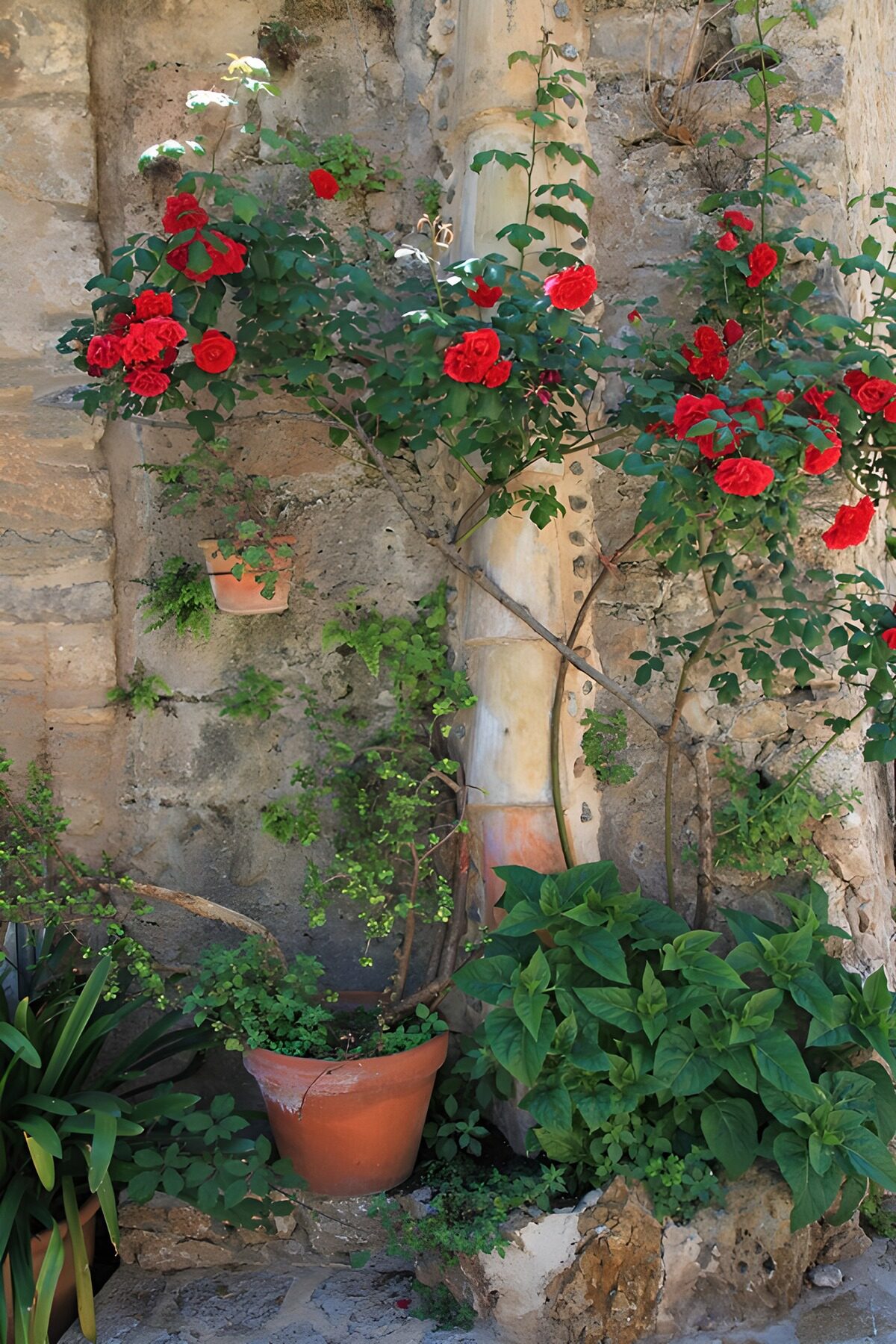 Rote Kletterrosen vor alter Steinmauer