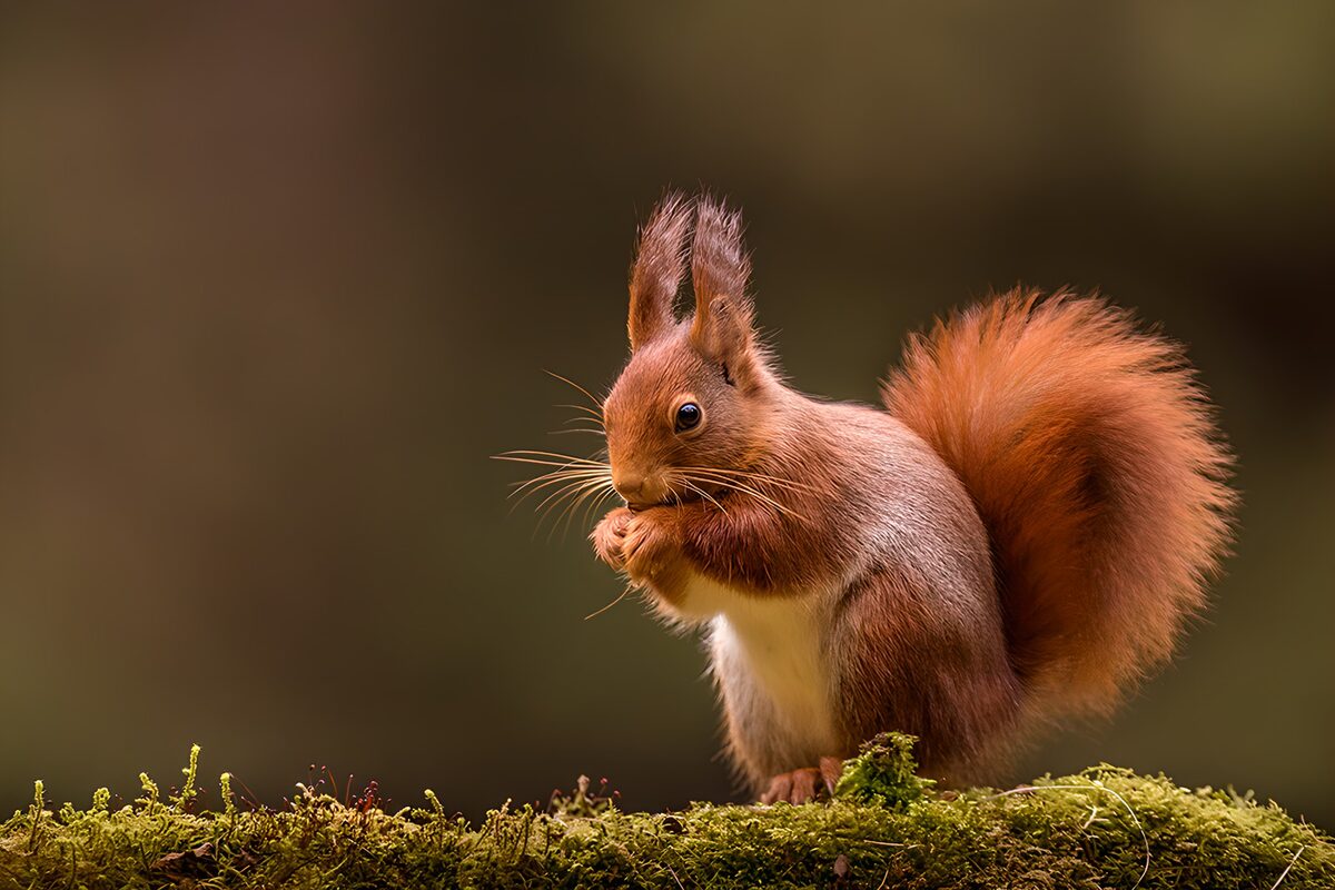 Eichhörnchen zwischen Moos und Licht