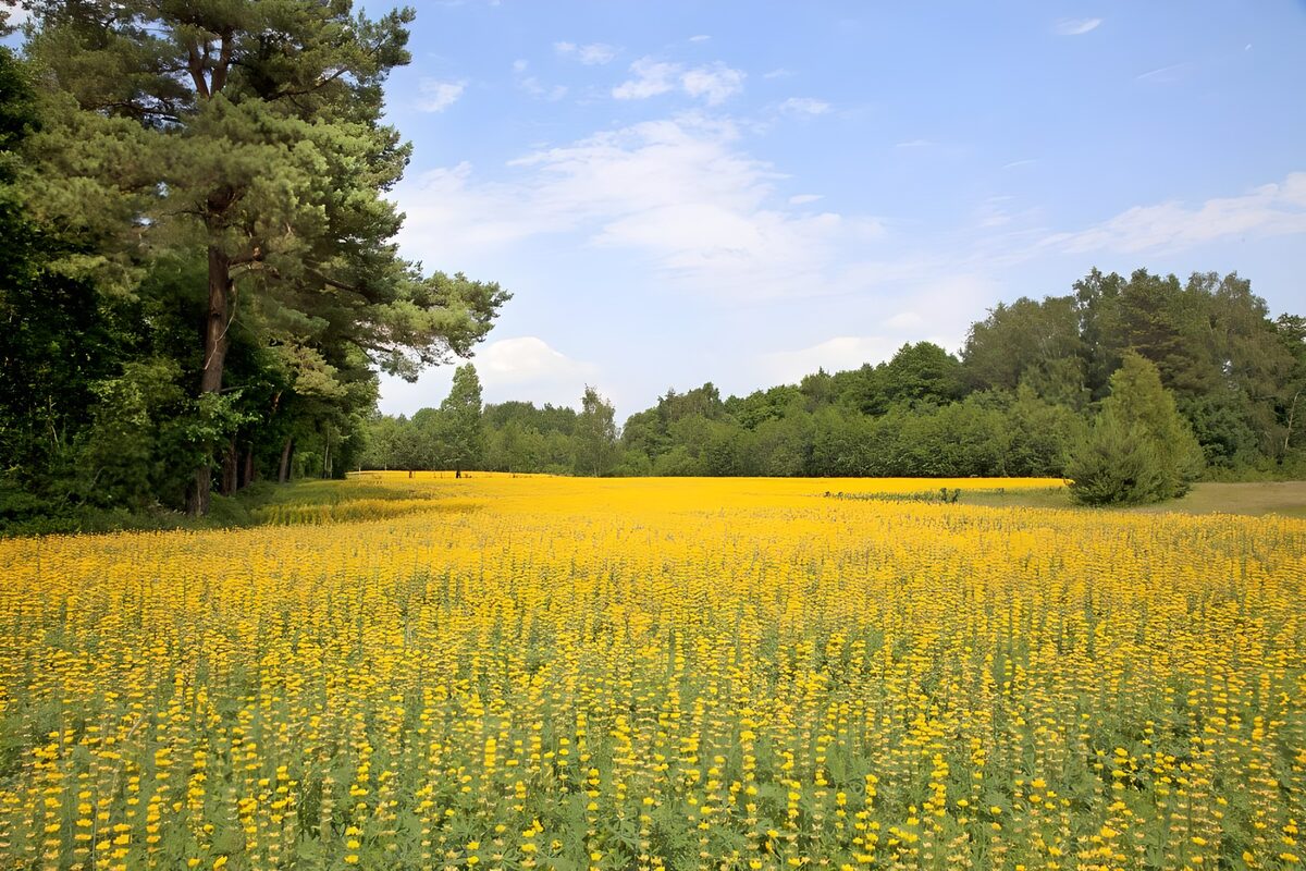 Gelbe Blumenwiese im Sommerlicht