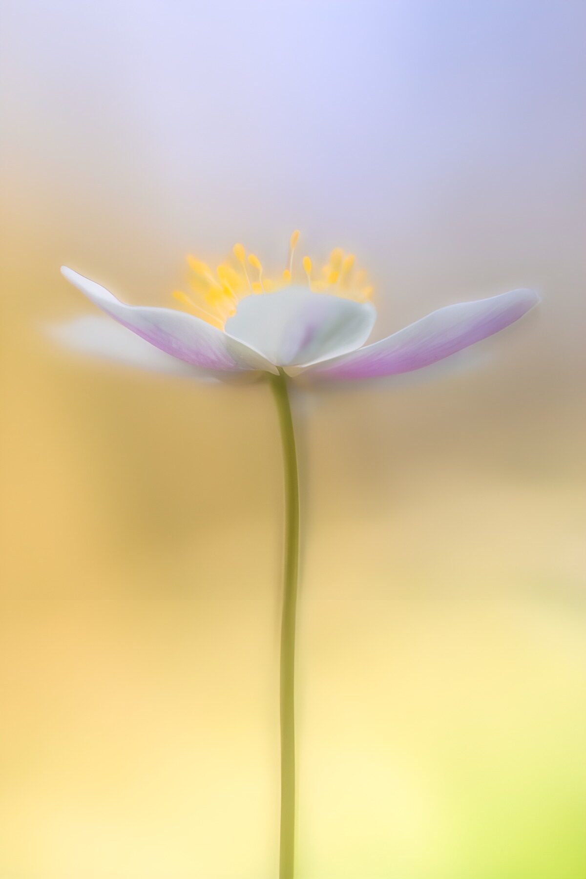 Weiße Anemone mit rosa Schimmer