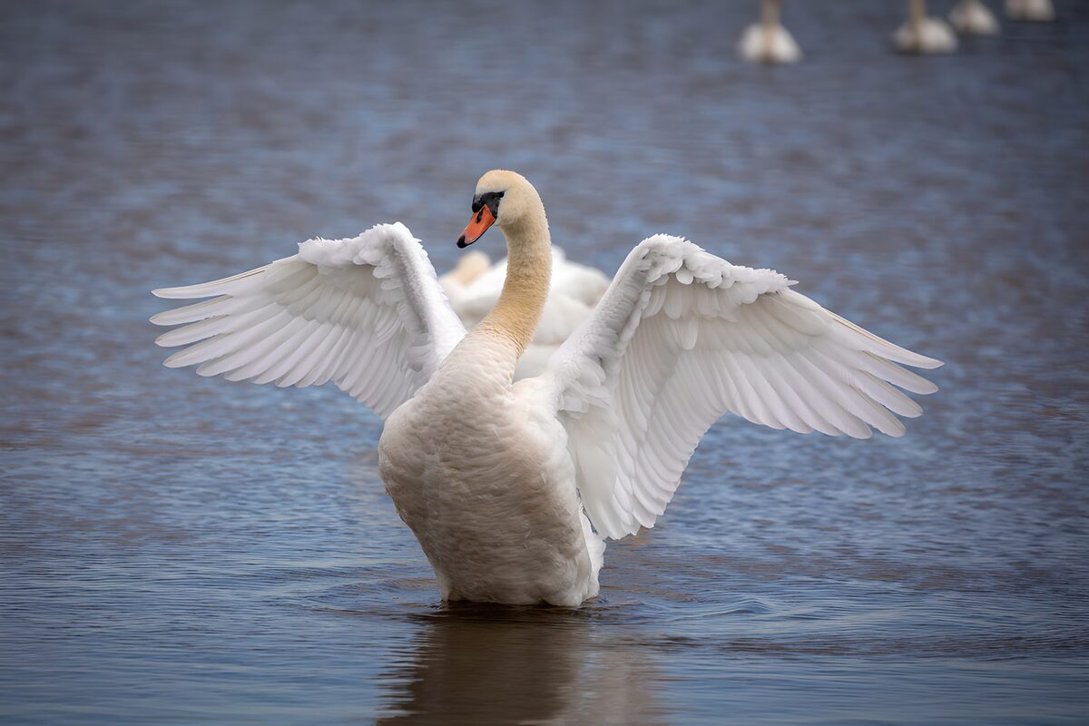 Schwan mit weit gespreizten Flügeln