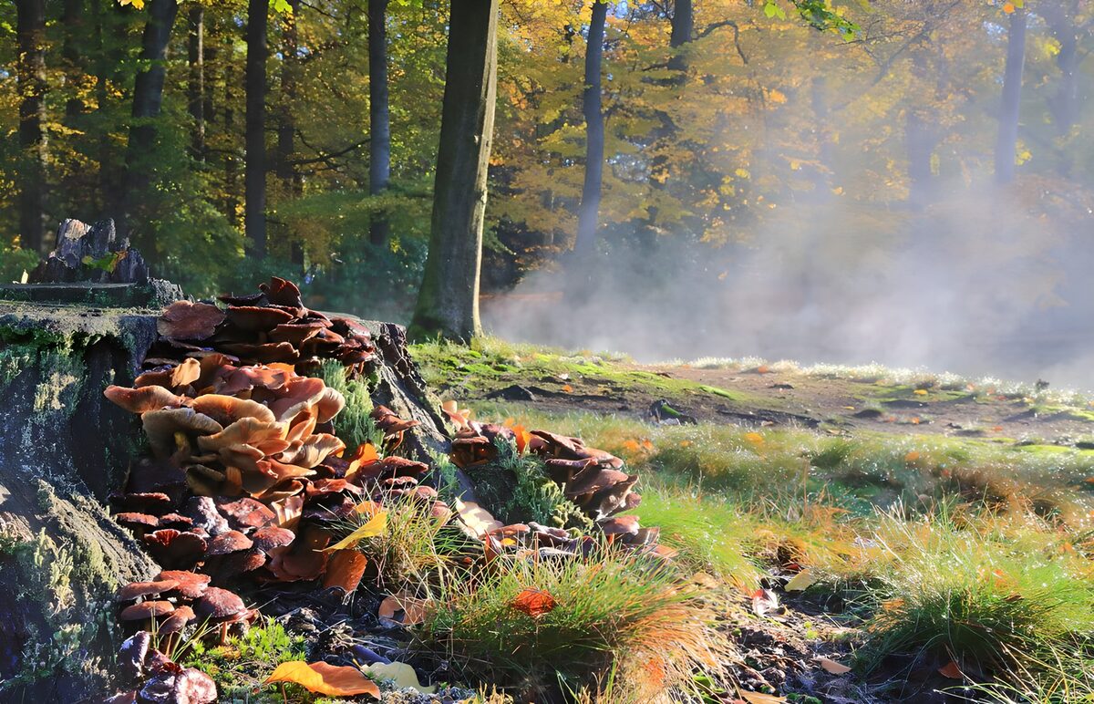 Pilze am Baumstumpf im Herbstlicht