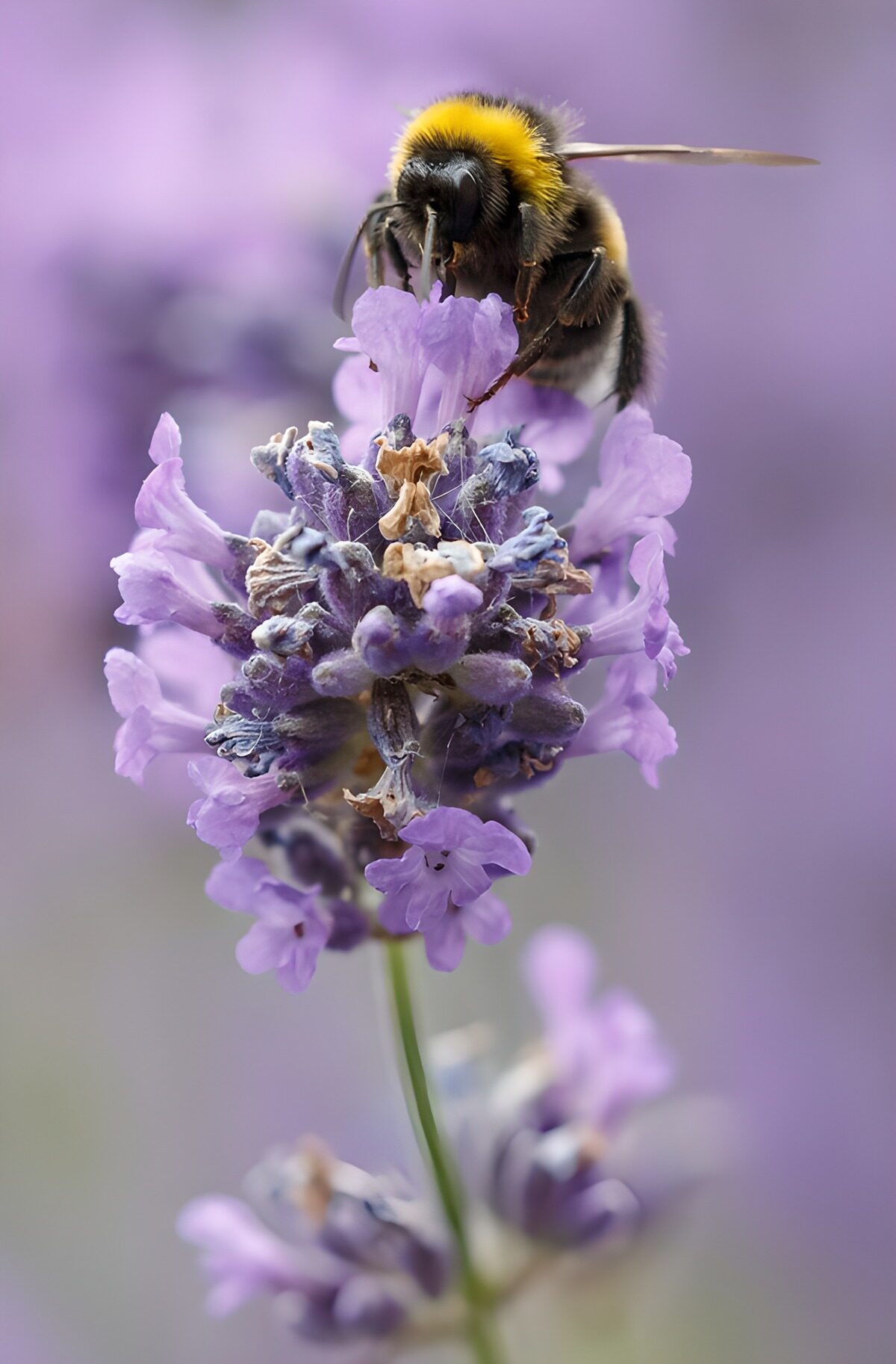 Hummel auf zartlila Lavendel