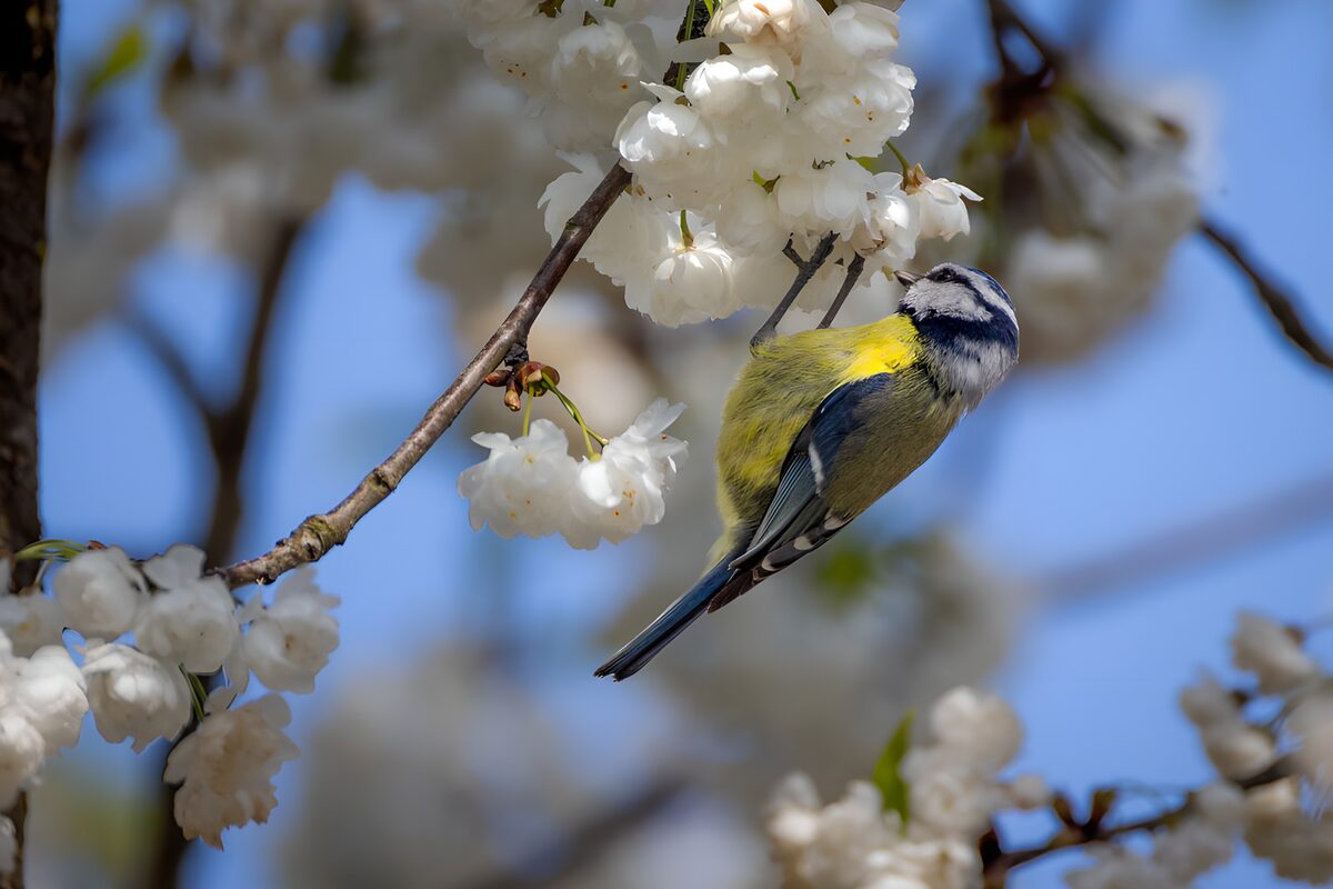 Blaumeise am weiß blühenden Frühlingszweig