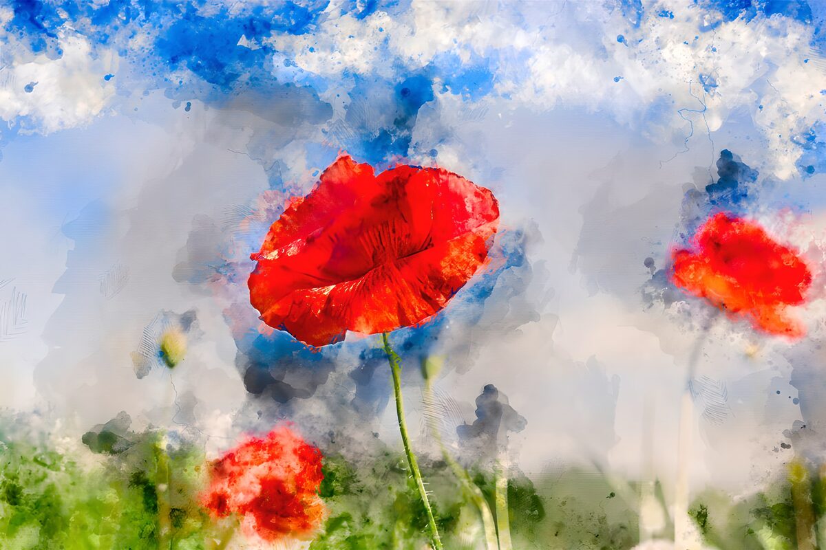 Roter Mohn in blau-grünem Aquarell