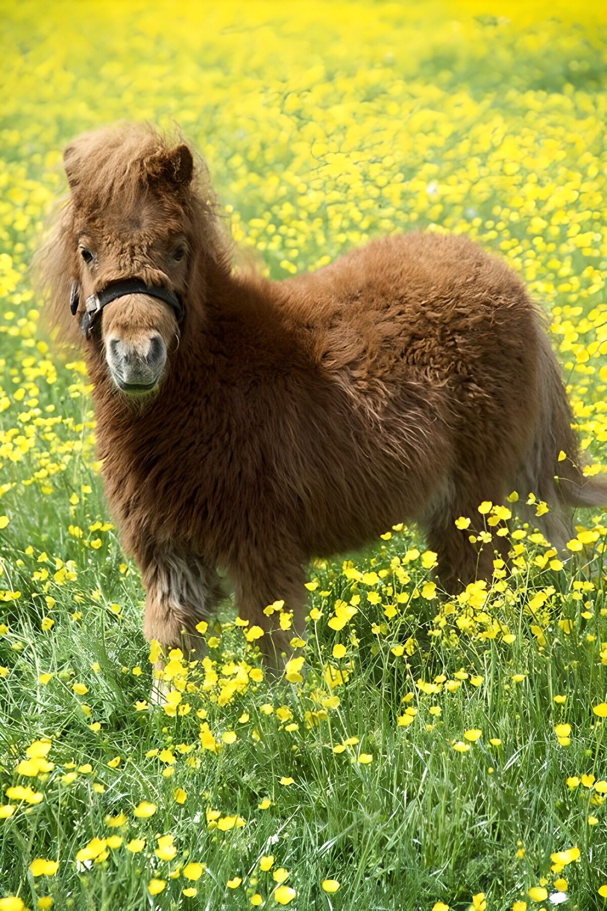 Braunes Pony zwischen gelben Blumen