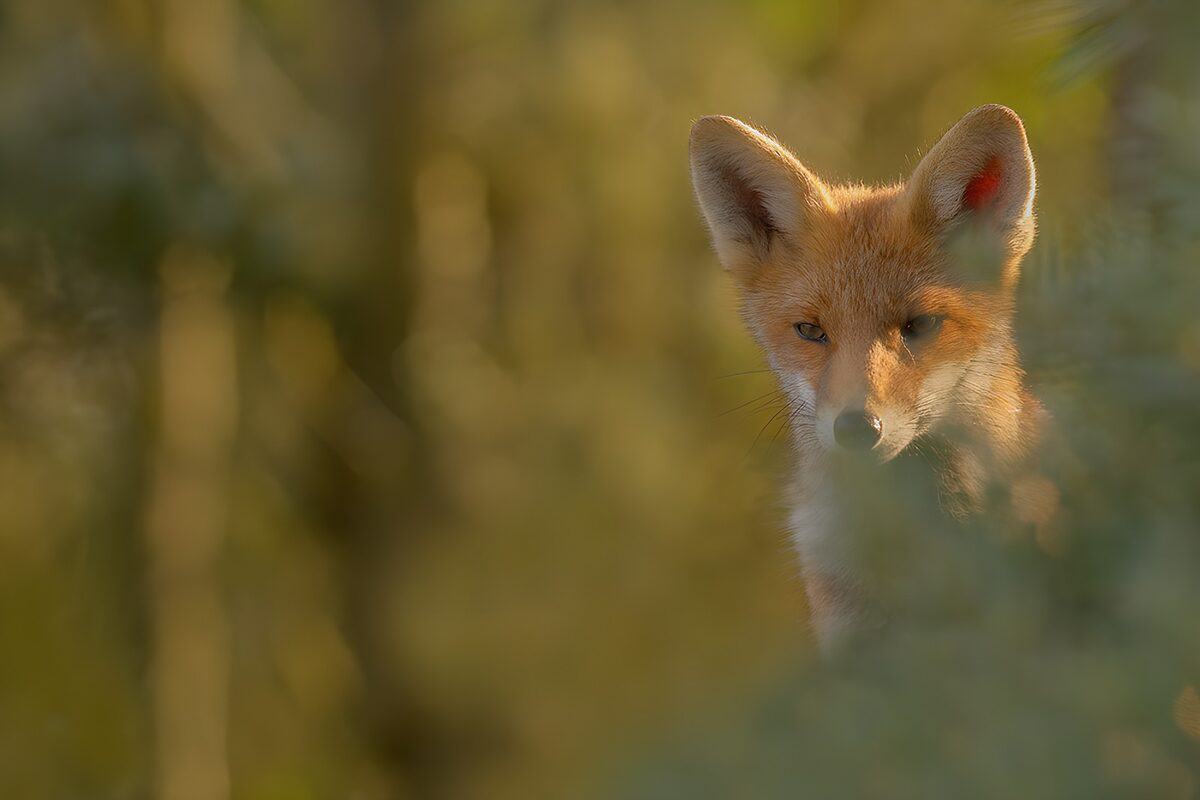Rotfuchs im grünen Versteck