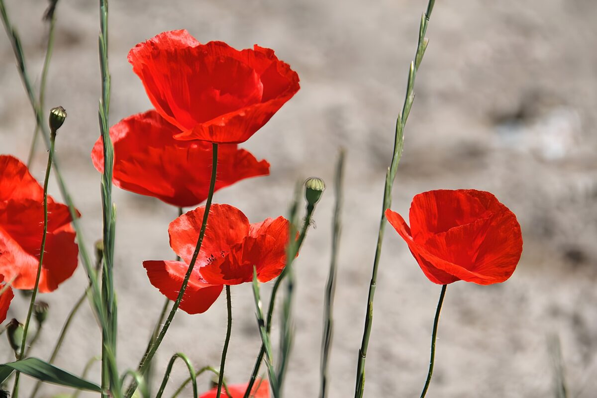 Rote Mohnblüten im Sonnenlicht