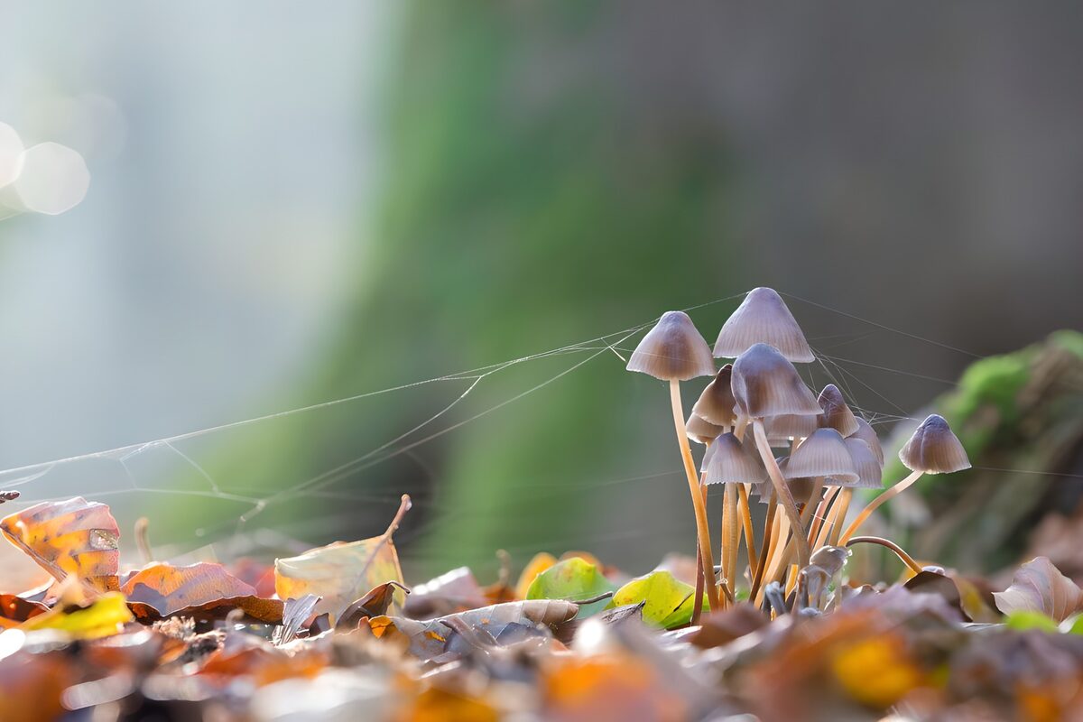 Kleine Pilze im leuchtenden Herbstlaub