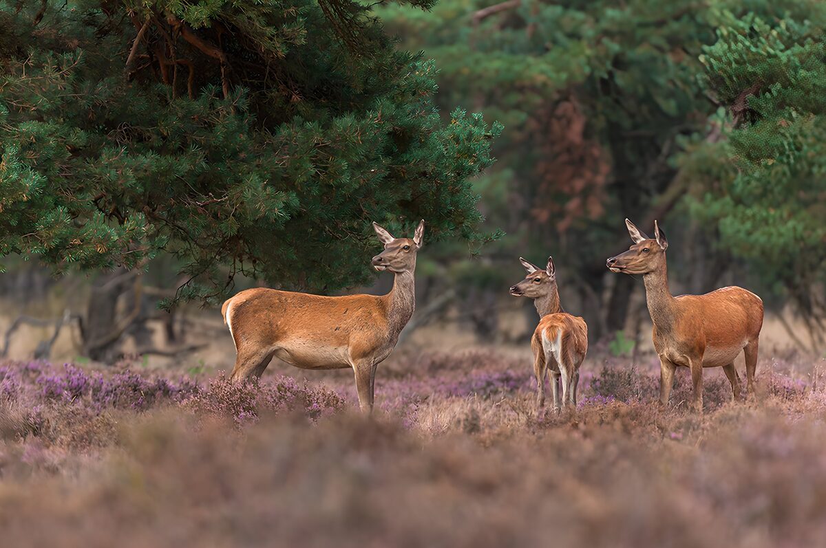 Drei Rothirsche in stiller Heide
