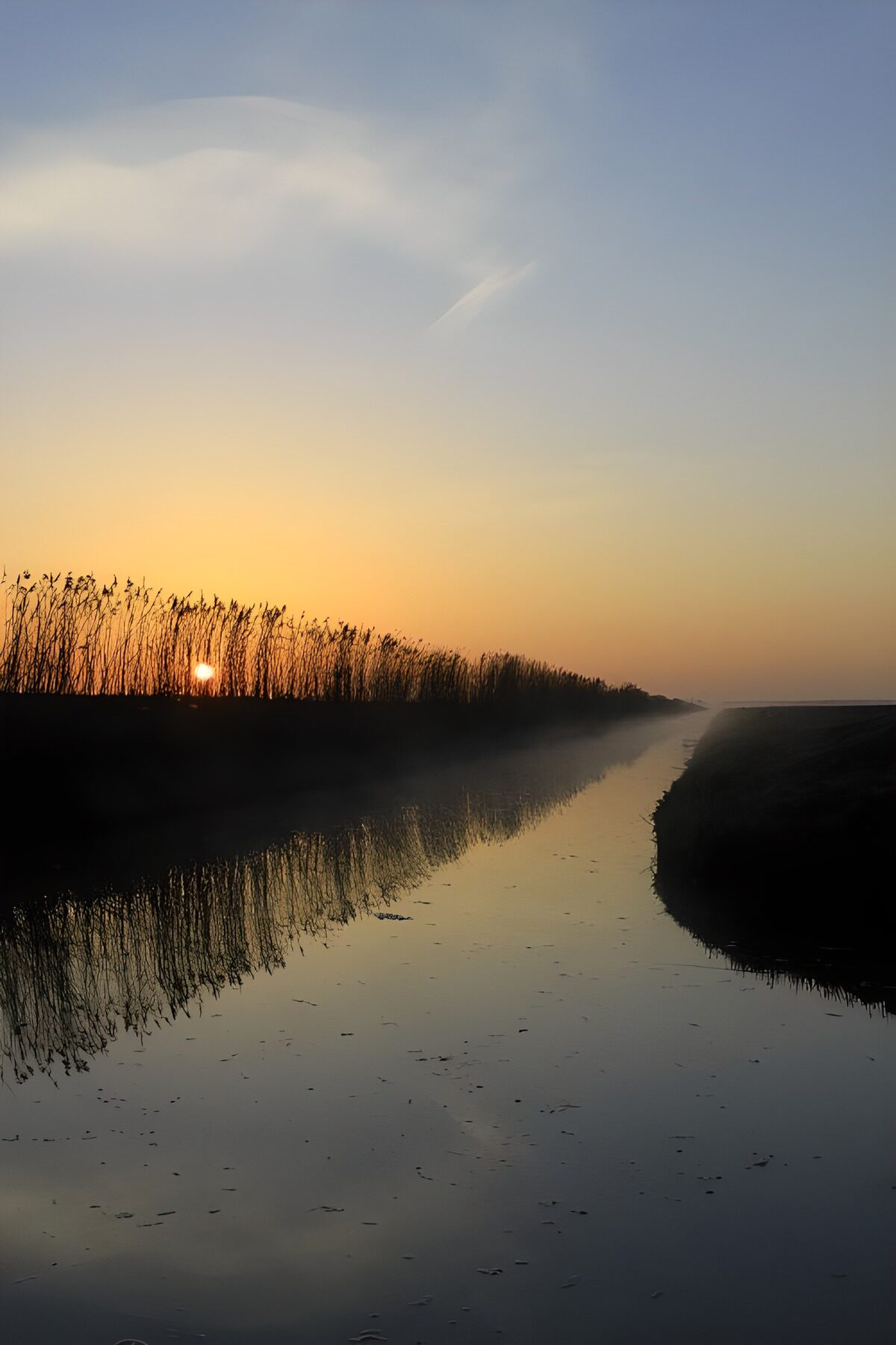 Schilf am Kanal im goldenen Gegenlicht