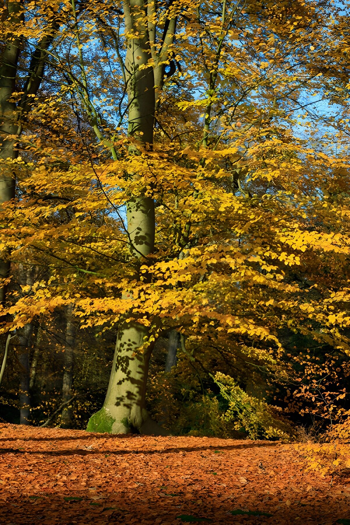 Buche im sonnigen Herbstwald