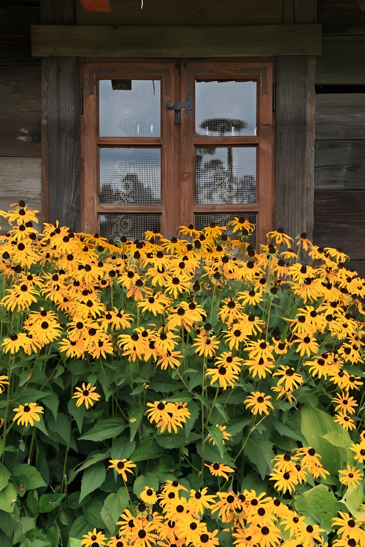 Gelbe Blüten vor verwittertem Holzfenster