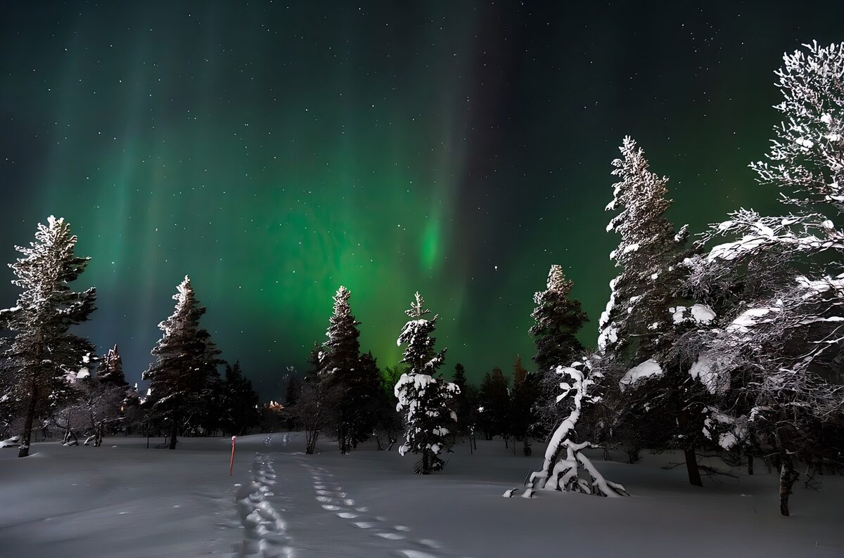 Nordlicht über verschneiten Nadelbäumen
