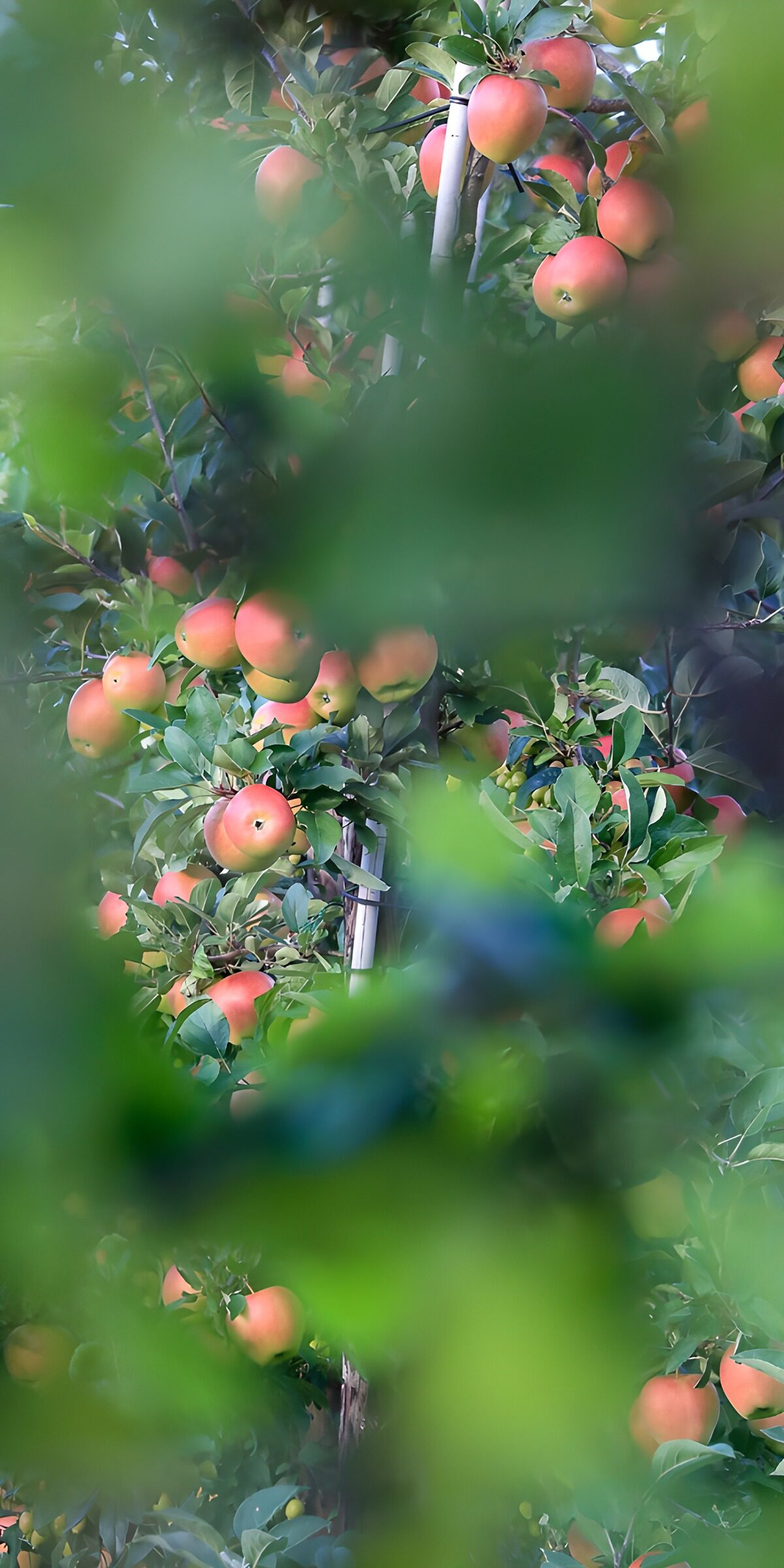Apfelbaum mit rotgrünen Früchten