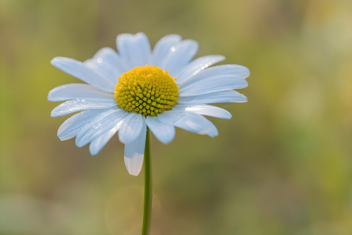 Weiße Blüte in stiller Nahaufnahme