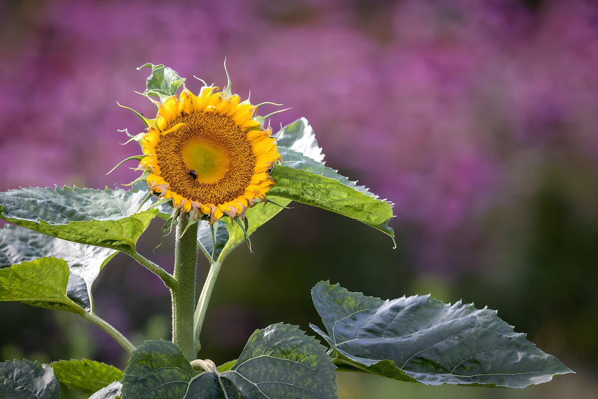 Sonnenblume mit großen Blättern im Licht