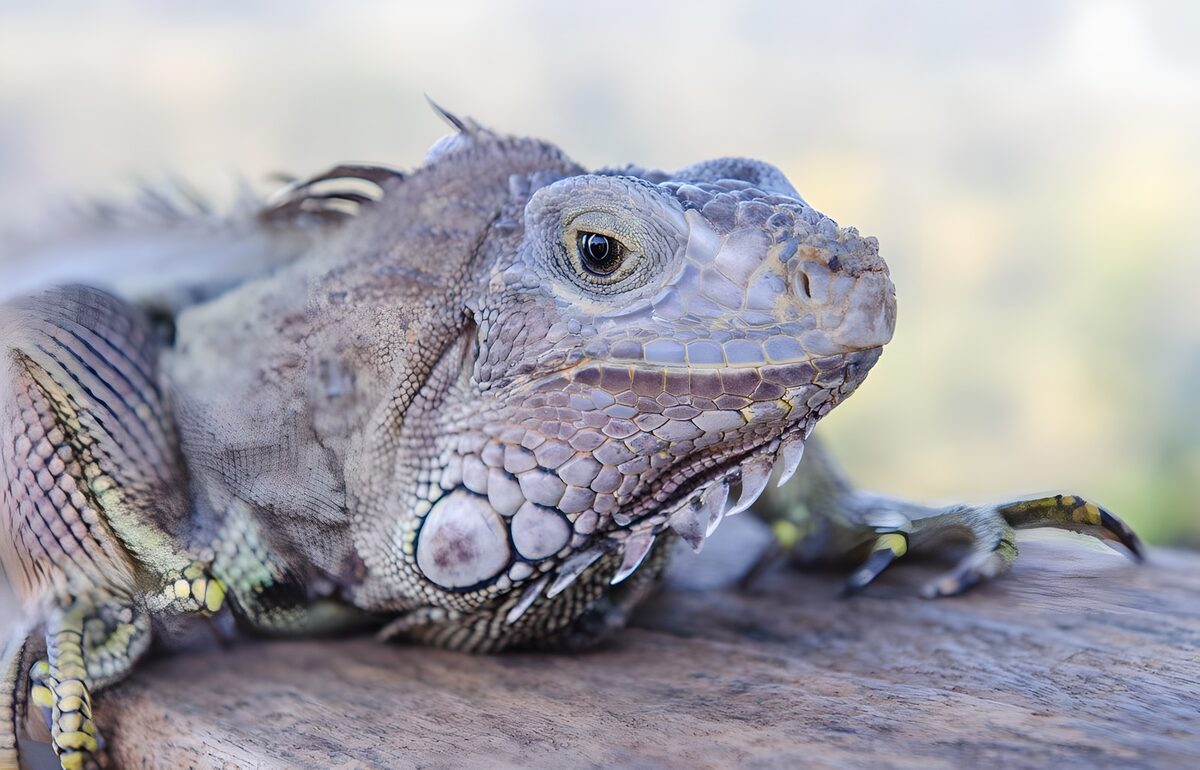 Leguan auf Holz in Nahaufnahme
