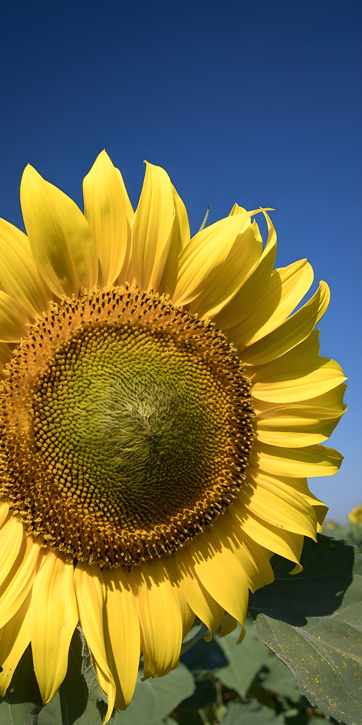 Diese Sonnenblume zeigt Größe