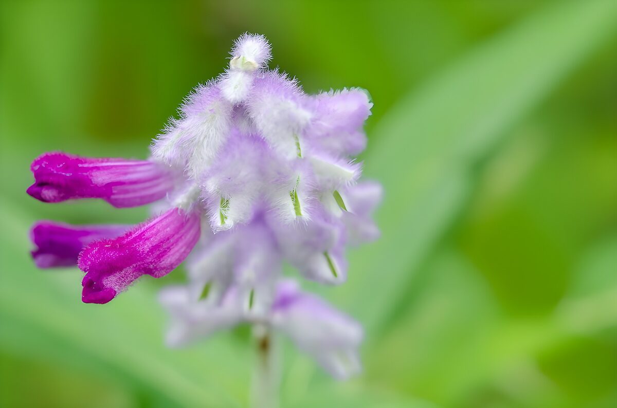 Violette Röhrenblüten in weichem Flaum
