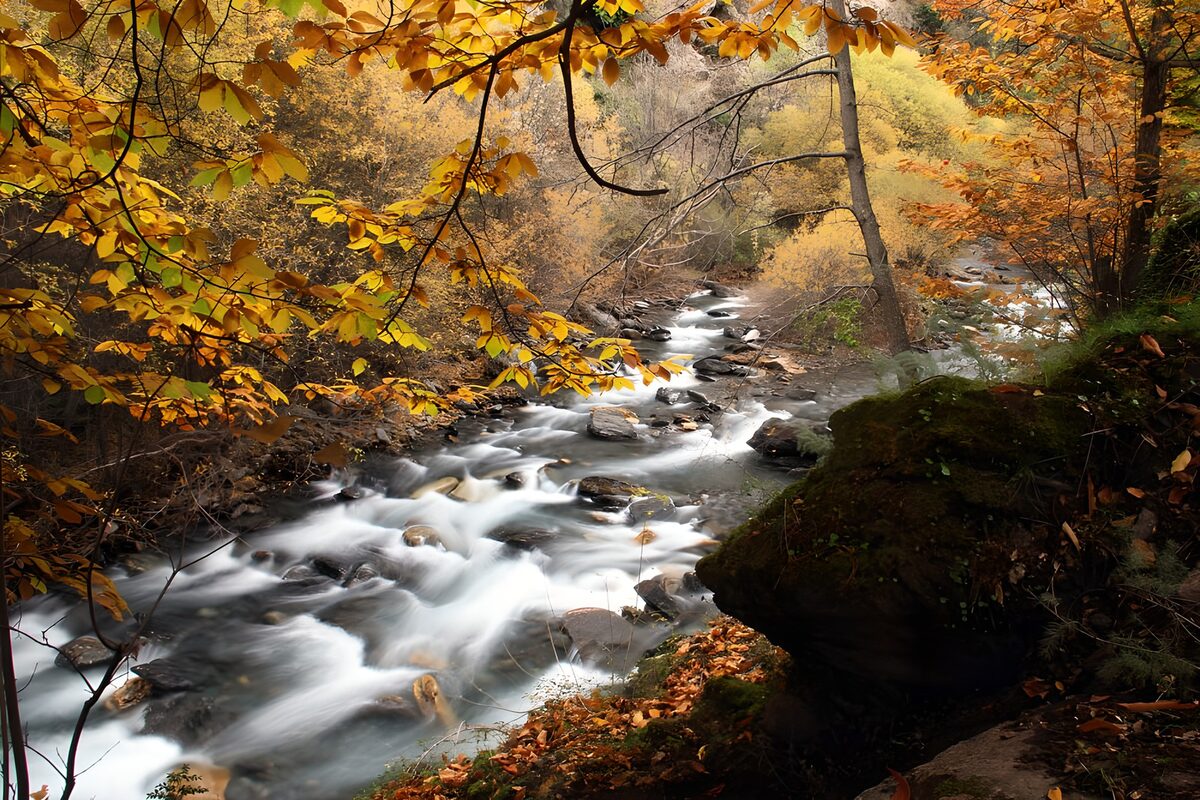 Felsiger Bach im goldenen Herbstwald