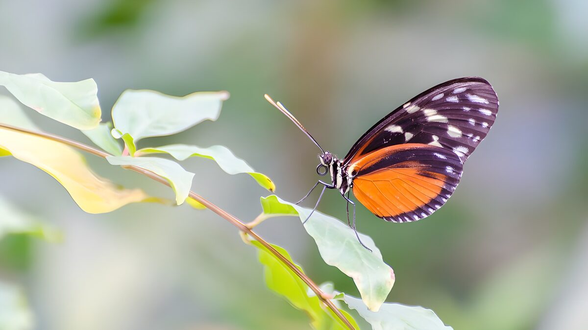 Orangefarbener Schmetterling auf einem Blatt