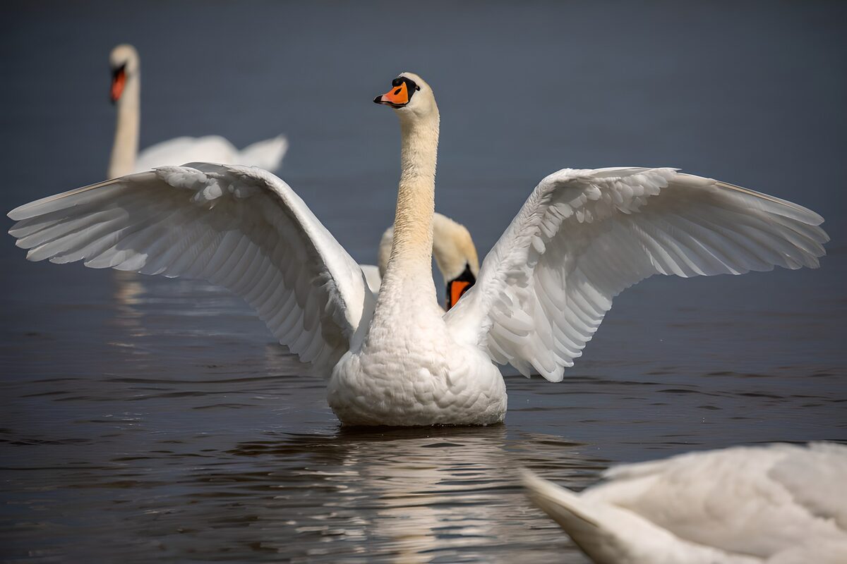 Schwan mit Flügeln wie weiße Segel