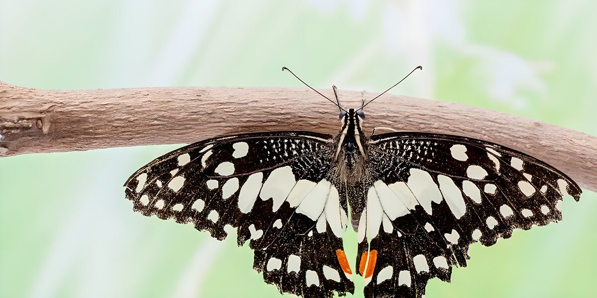 Schwarz-weißer Schmetterling ganz nah