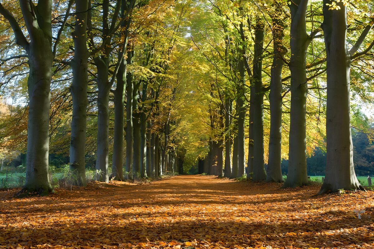 Goldenes Blätterdach über stillem Weg