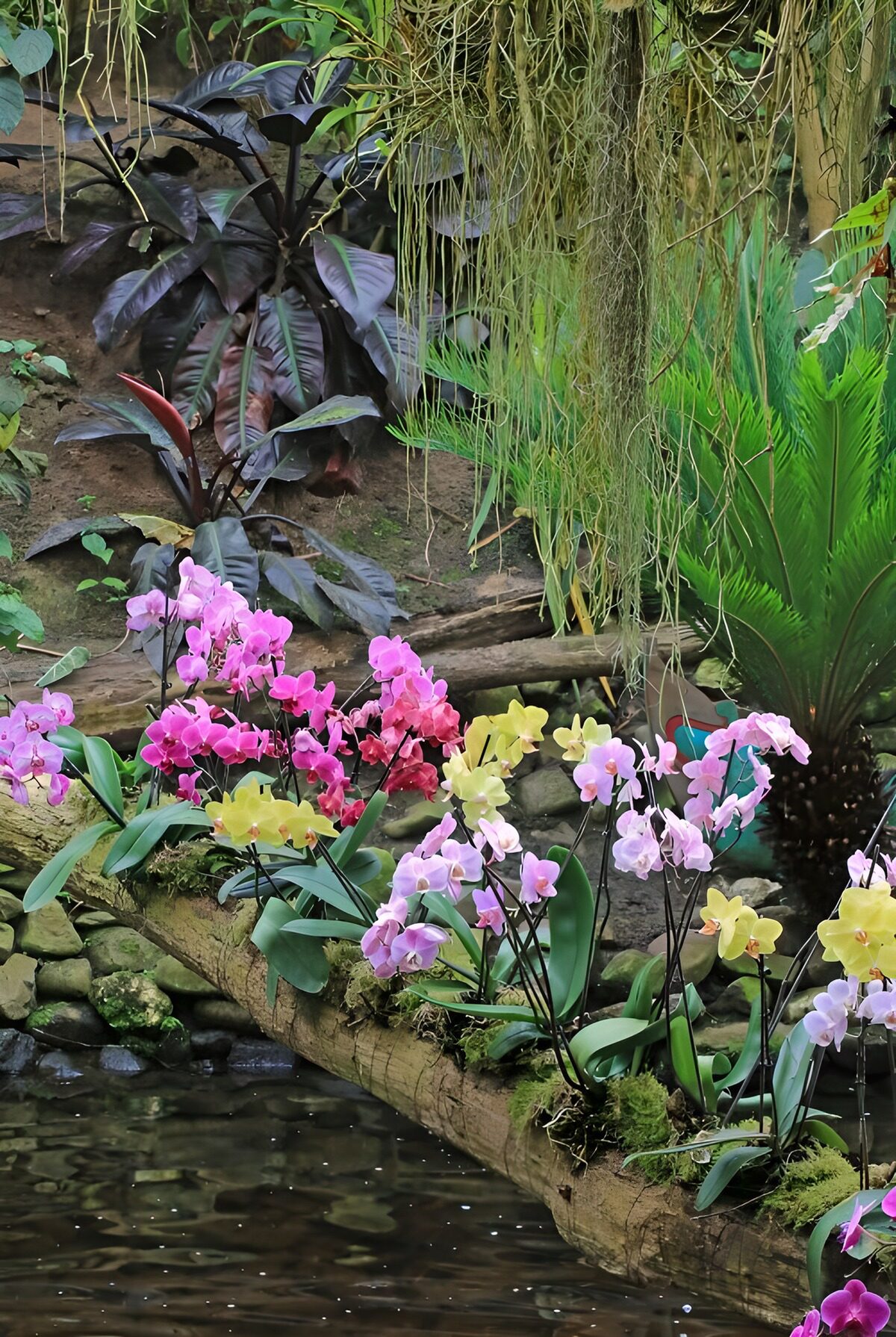 Bunte Orchideen am schattigen Teich