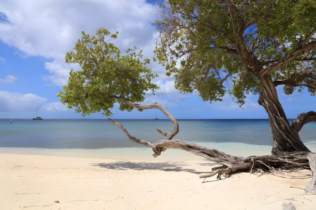 Strandbaum vor türkisblauem Meer