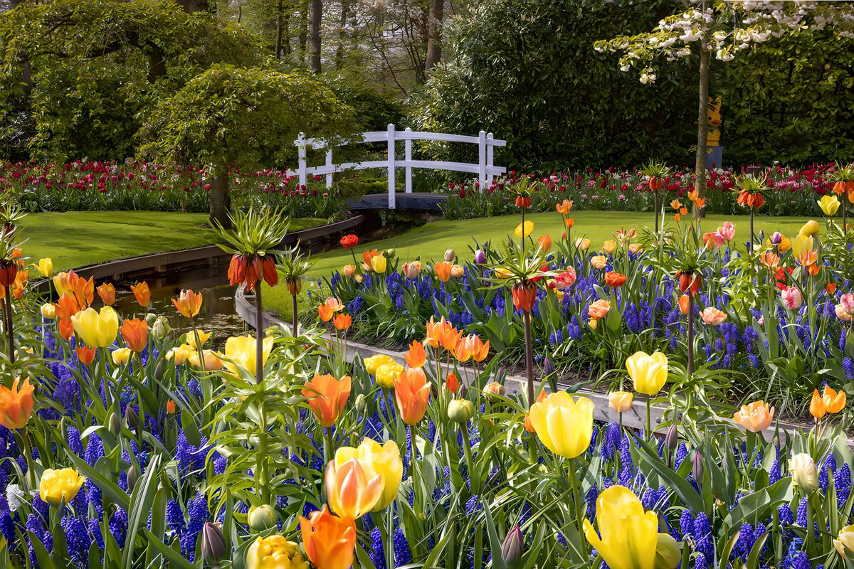 Tulpenpracht an der weißen Gartenbrücke