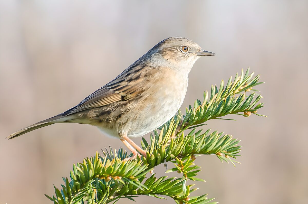 Heckenbraunelle auf sonnigem Nadelzweig