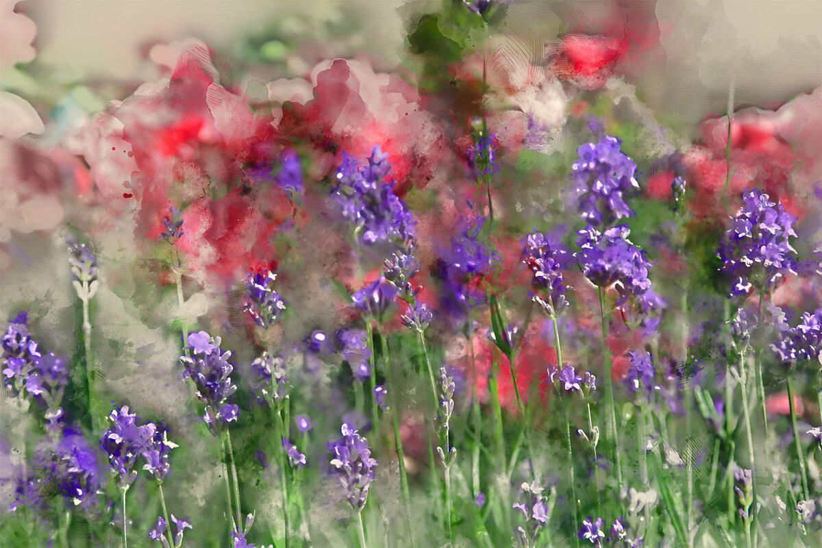Lavendel vor rosa und roten Blüten