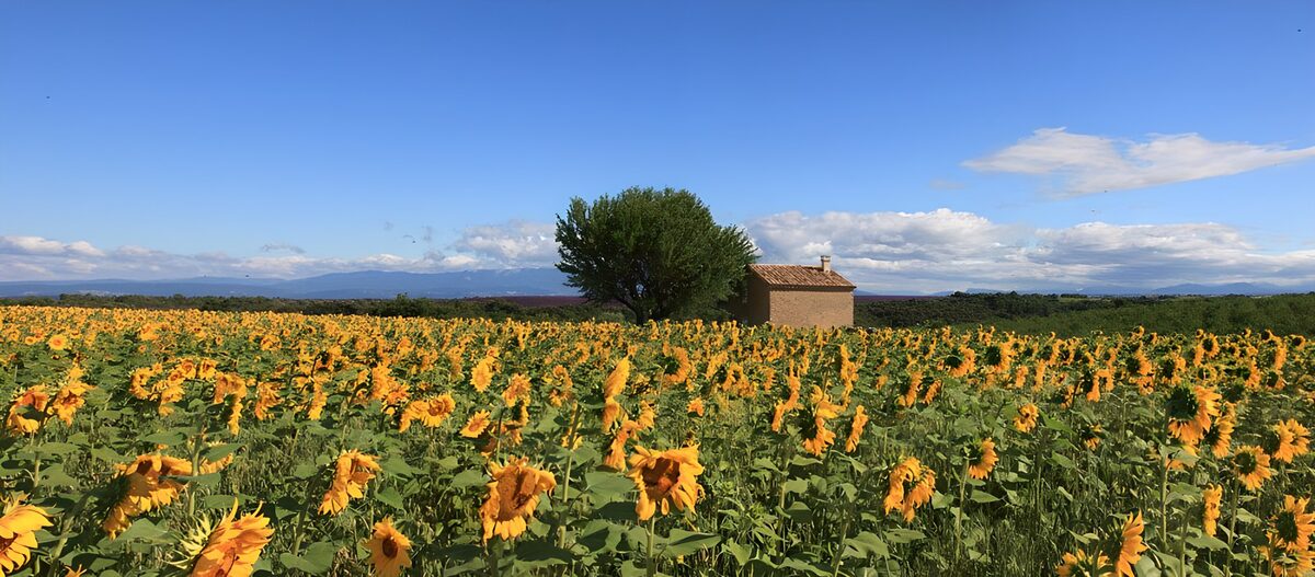 Sonnenblumenmeer unter weitem Himmel