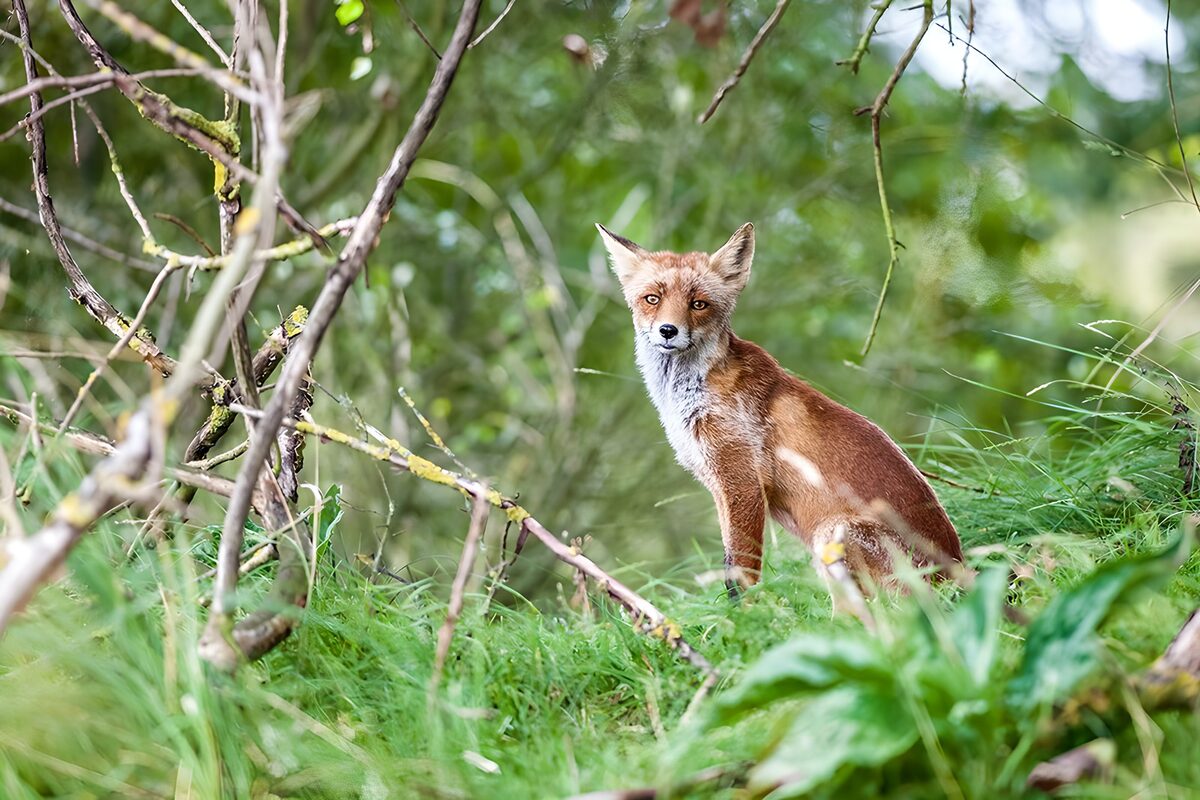 Rotfuchs im grünen Unterholz