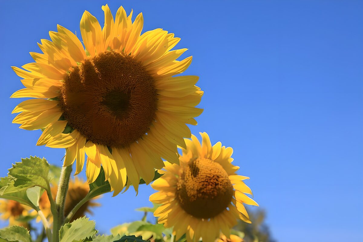 Sonnenblumen voller Himmelssehnsucht
