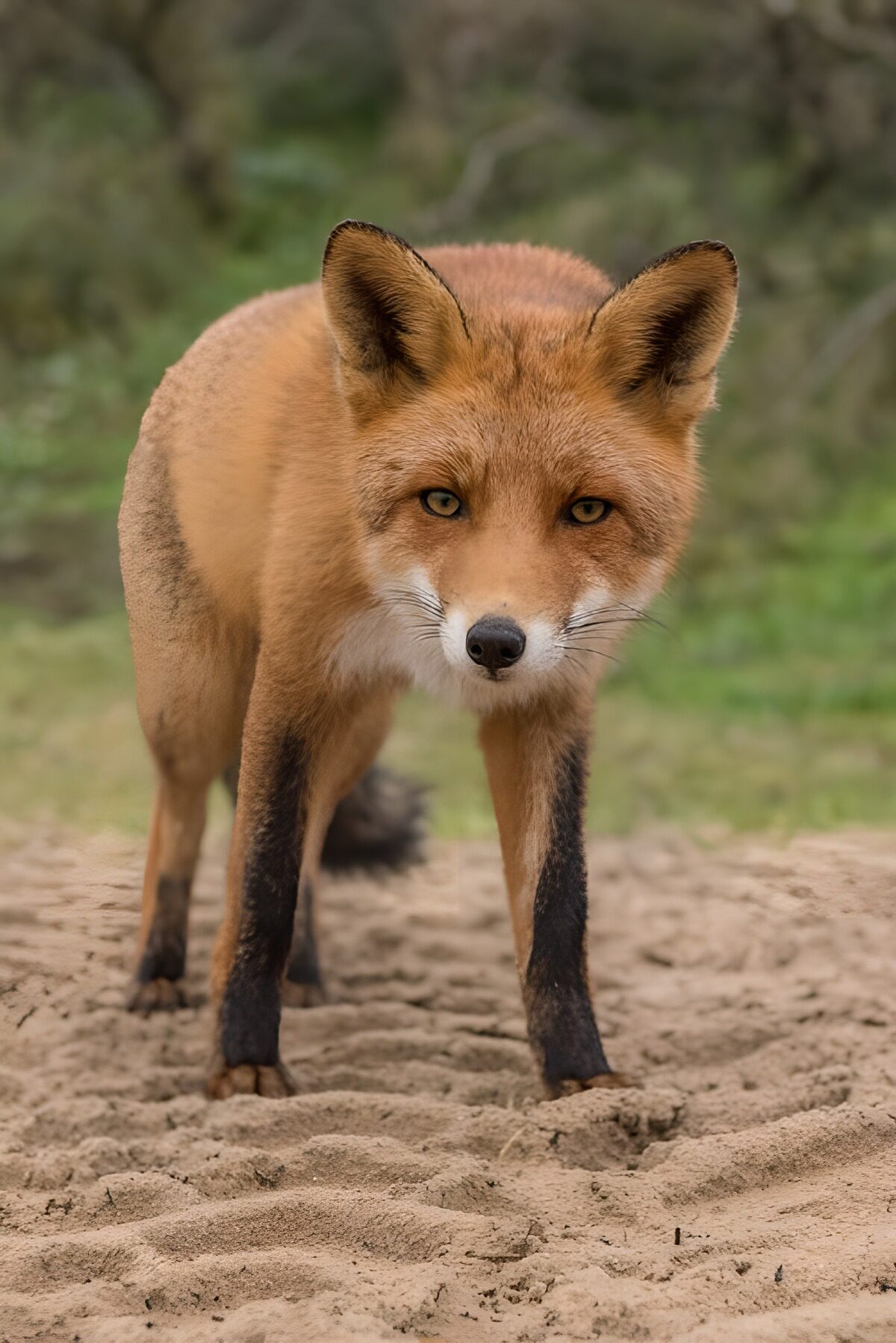 Rotfuchs auf Sand mit wachem Blick