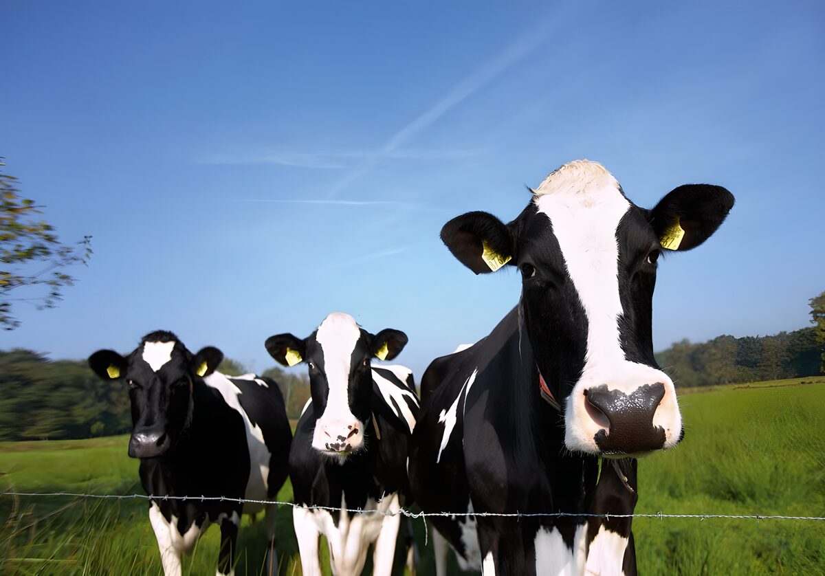 Drei neugierige Kühe am Weidezaun