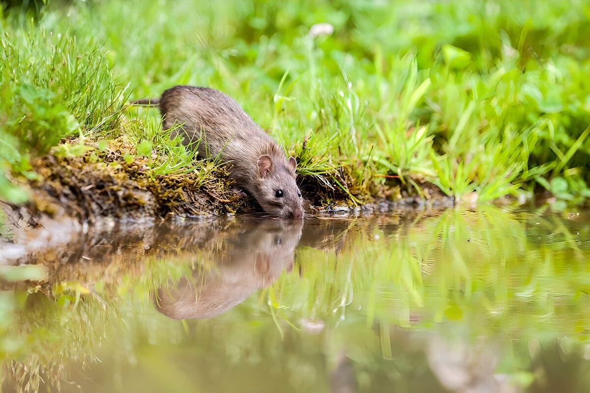 Ratte beim Trinken am grünen Ufer