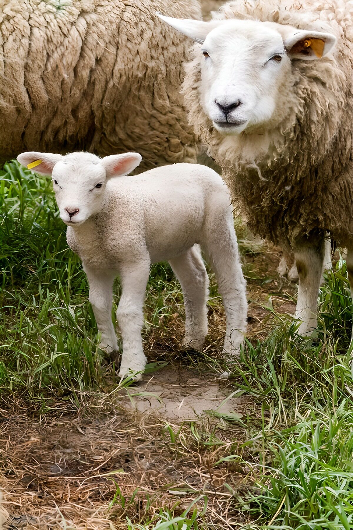 Weißes Lamm neben zotteligem Schaf